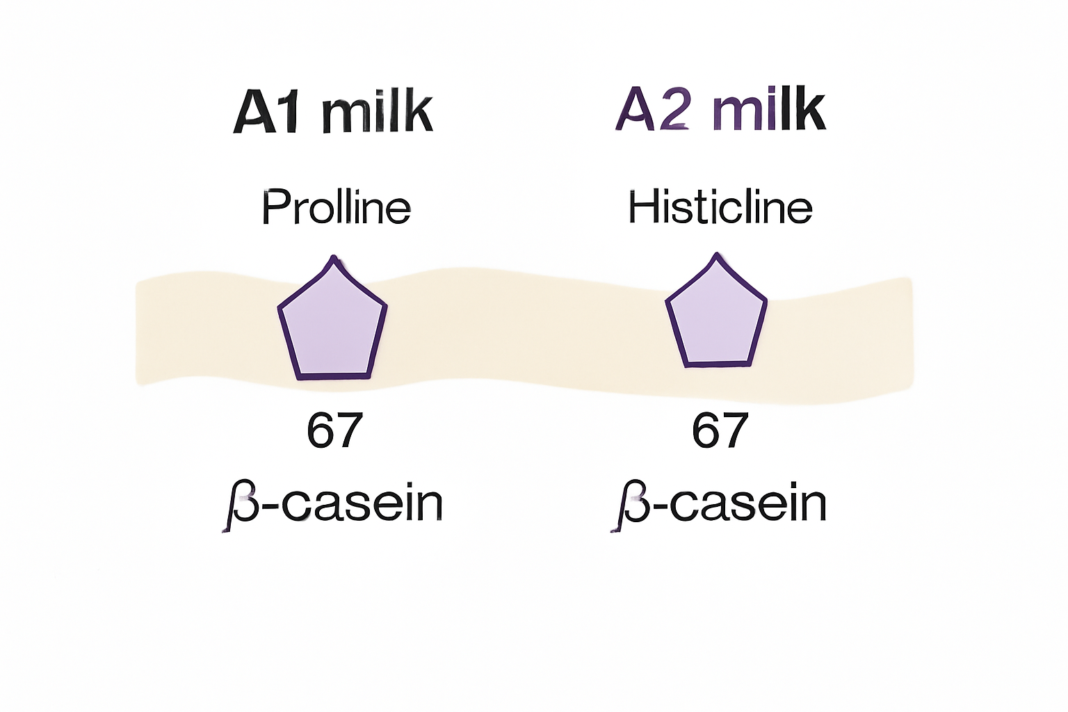 Beta-Casein Structure